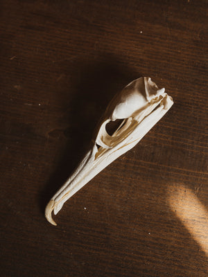 Imperial Shag Bird Skull, SB402