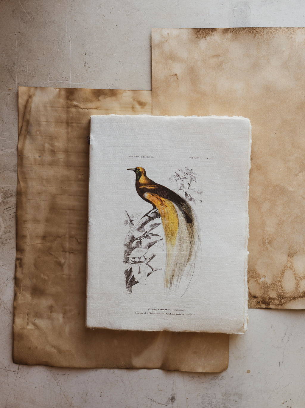 Italian Paper Exotic Bird Notebook, ST46