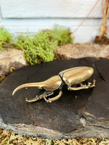 3" Brass Rhino Beetle, HD810