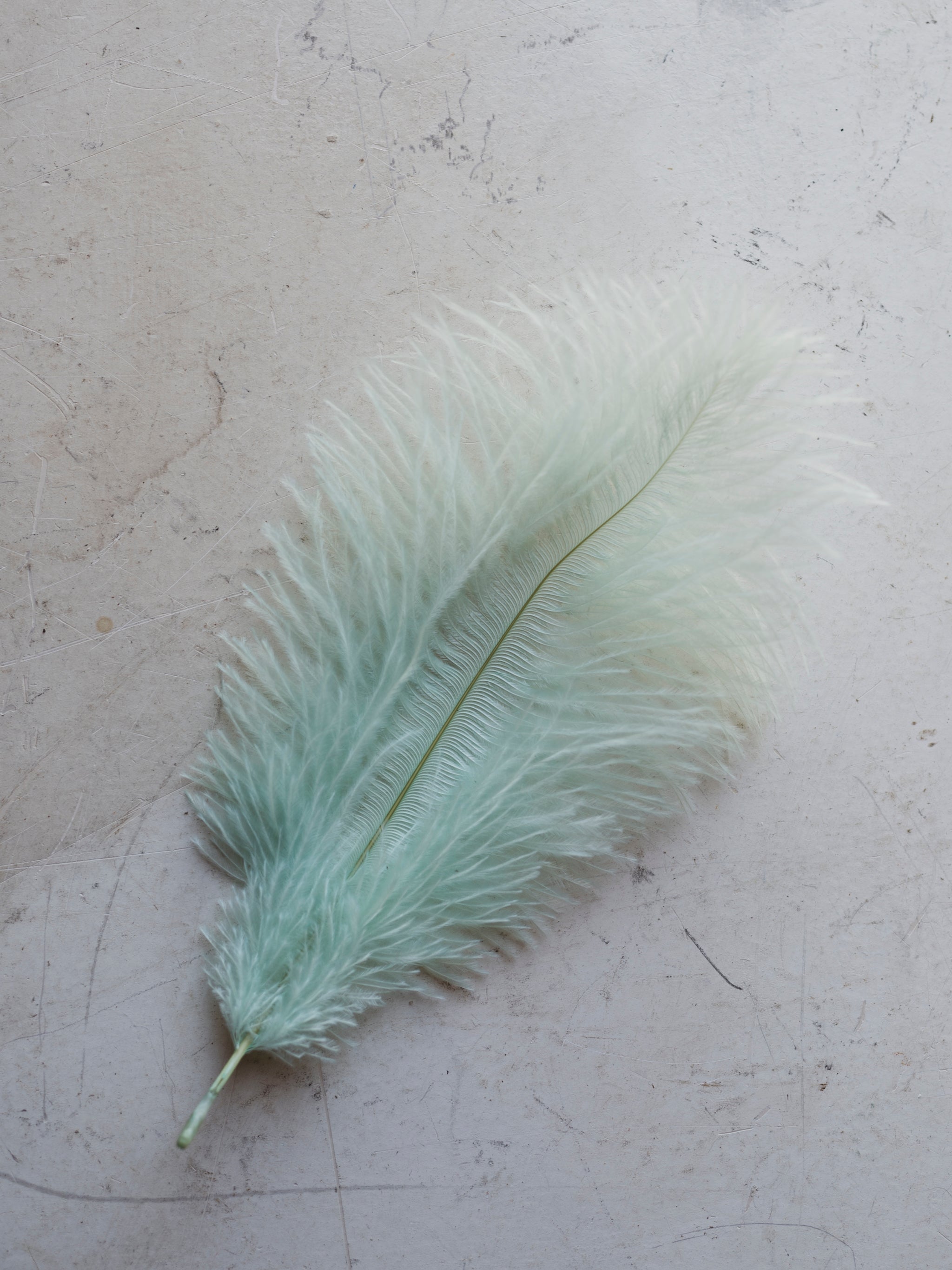 6-8" Blue Ostrich Feather, PS90