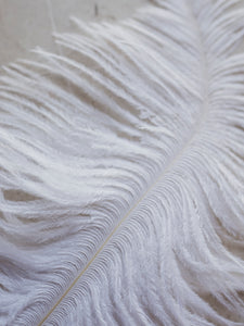 6-8" White Ostrich Feather, PS12