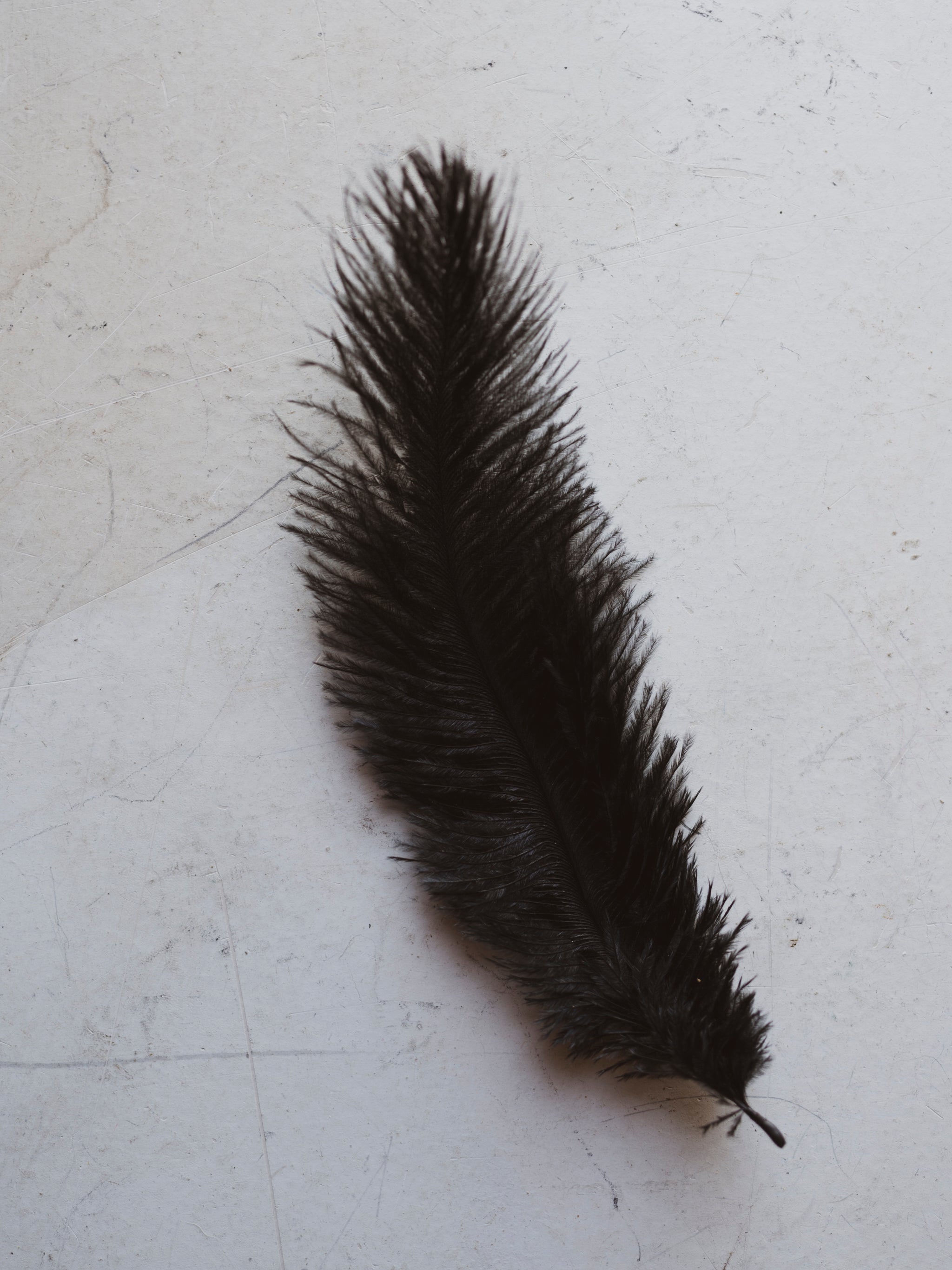6-8" Black Ostrich Feathers, PS23