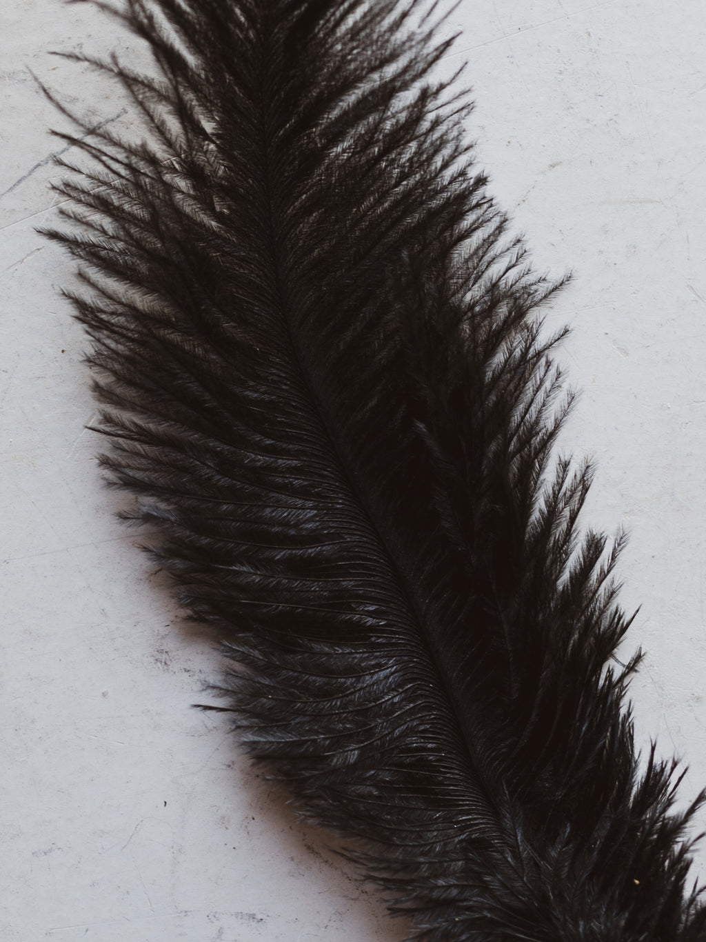 6-8" Black Ostrich Feathers, PS23