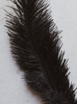 6-8" Black Ostrich Feathers, PS23