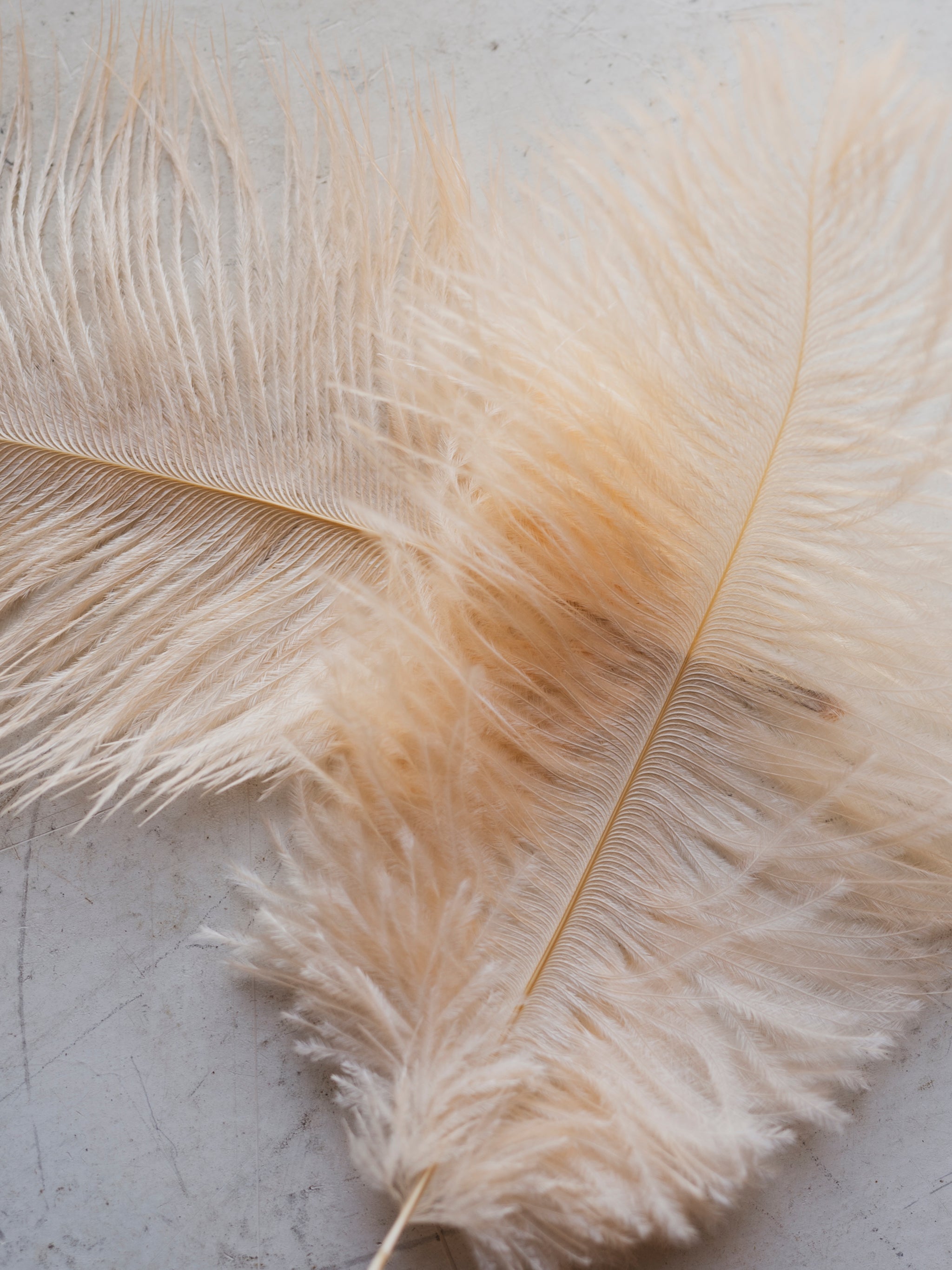 6-8" Pink Ostrich Feather, PS83