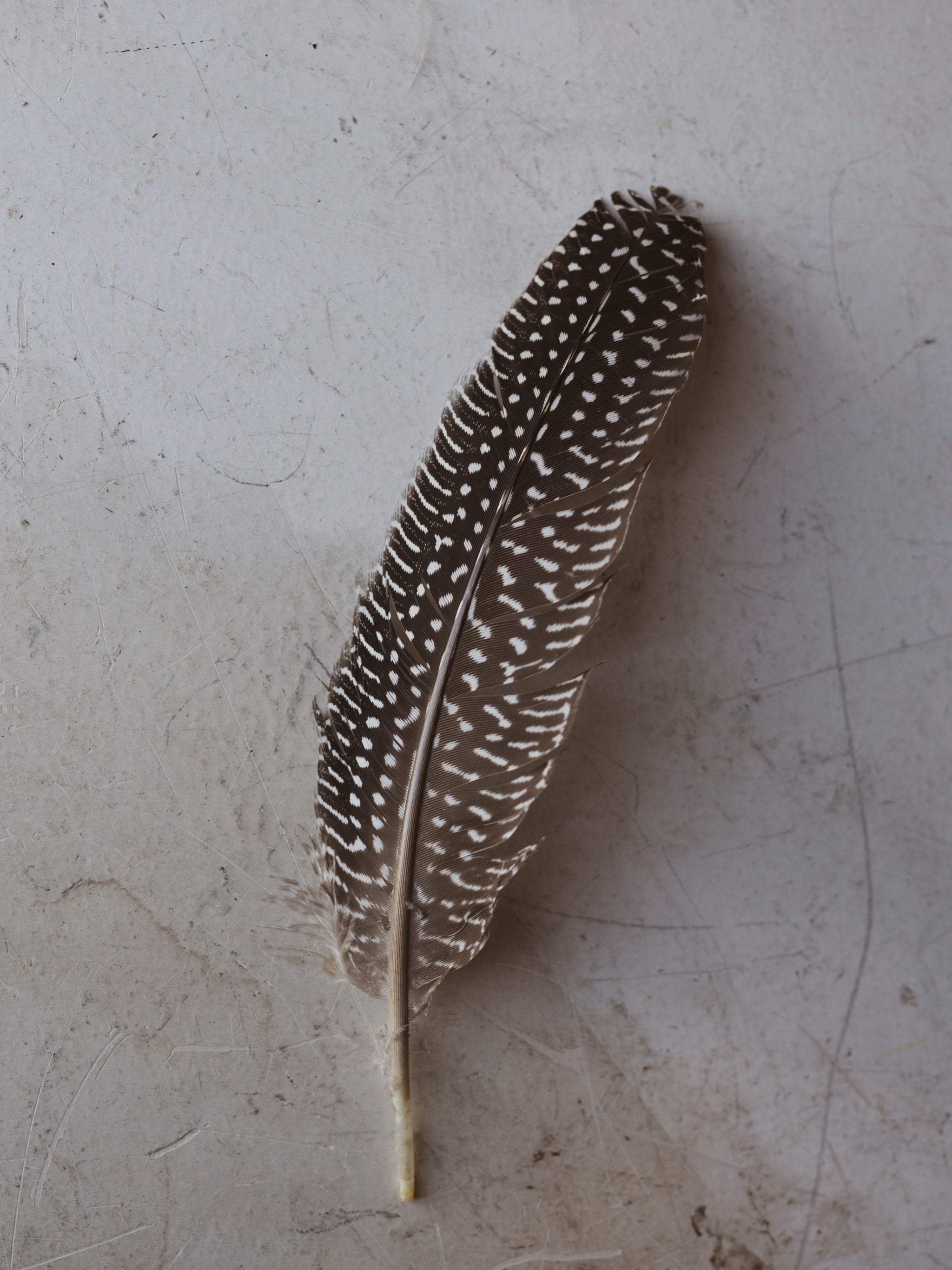 6-8" Guinea Feather, PS15