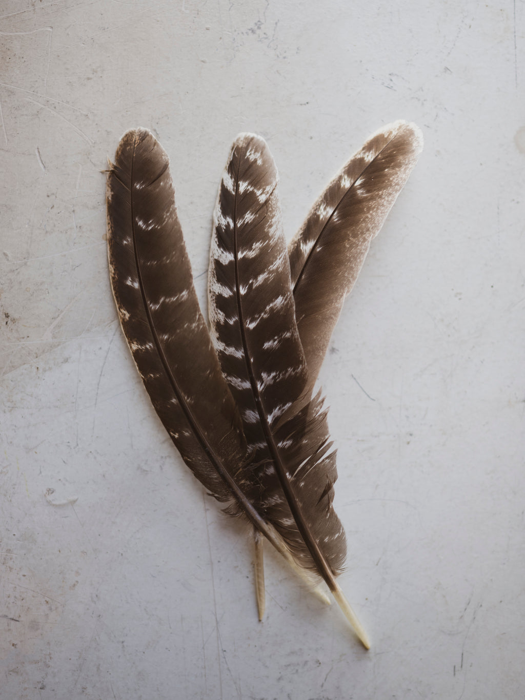8-10" Rio Grande Turkey Wing Feather, PS27