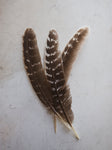 8-10" Rio Grande Turkey Wing Feather, PS27