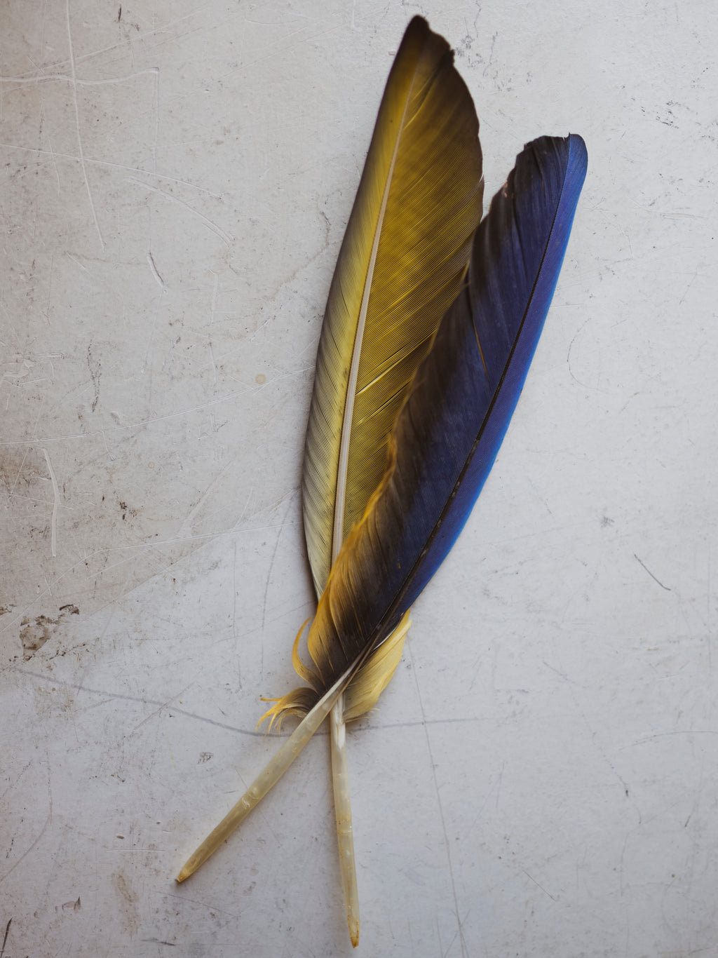 10-14.5" Assorted Blue and Yellow Macaw Feather, PS257