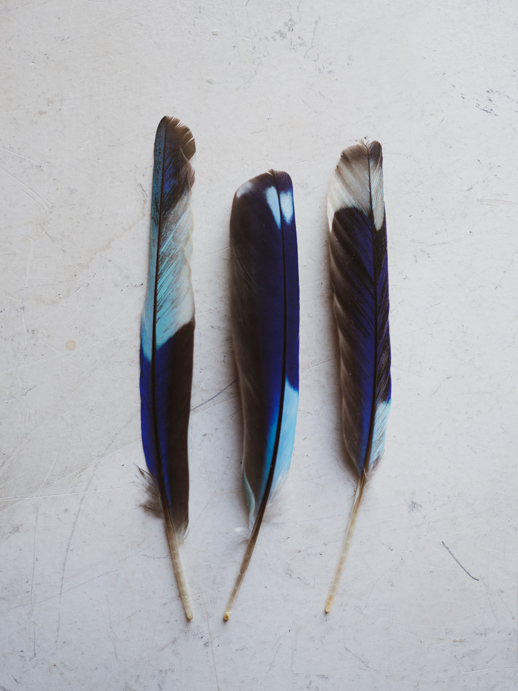 5-6" Blue Indian Roller Feather, PS226