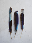 5-6" Blue Indian Roller Feather, PS226