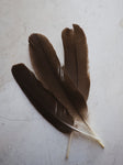 7-13" Swedish Black Chicken Feathers, PS18