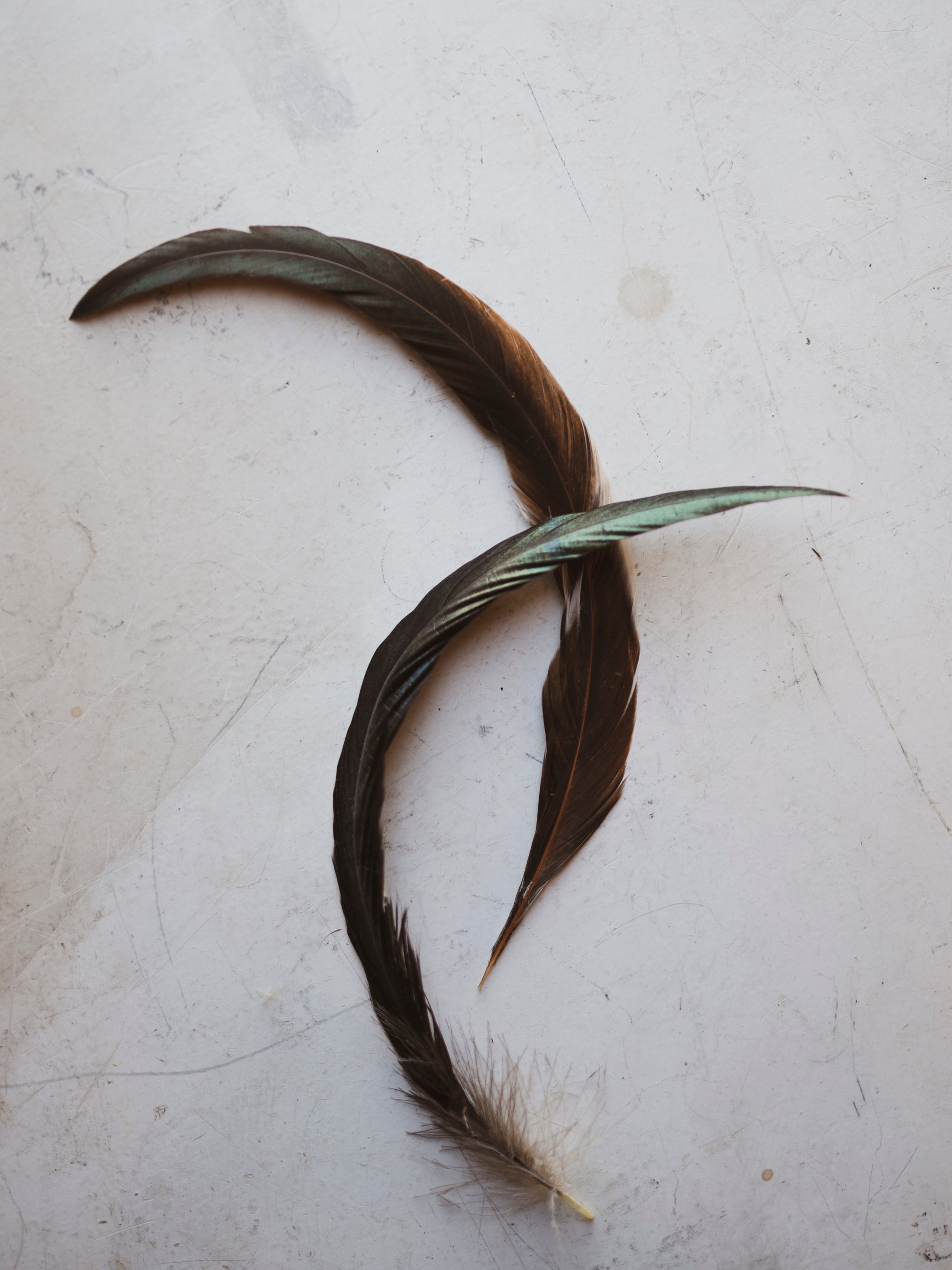 mallard tail feather
