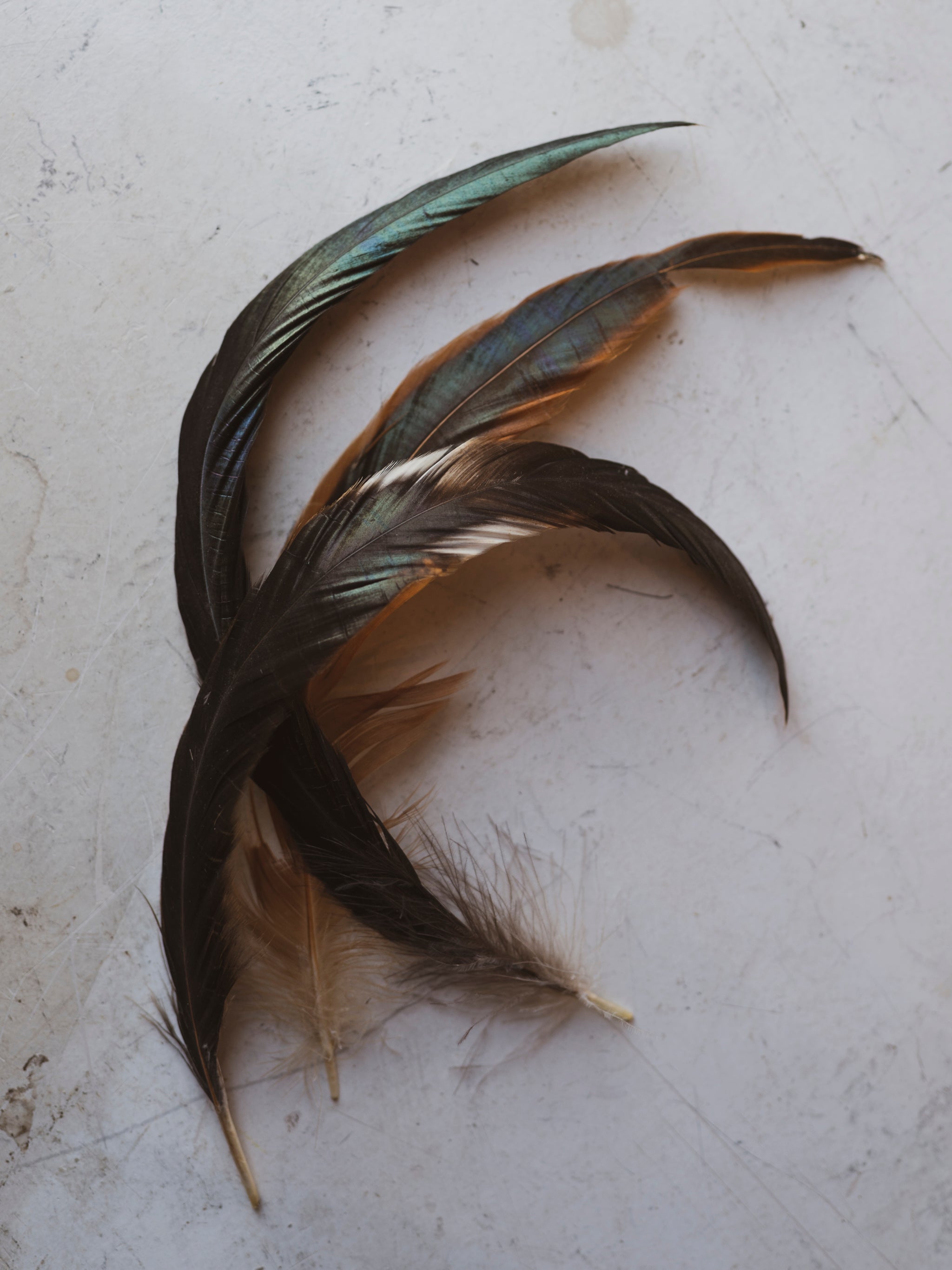 10-14" Bronze Coque Rooster Tail Feather, PS197