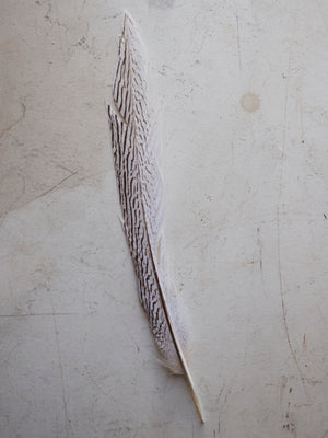 12-14" Silver Pheasant Feather, PS190