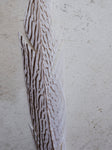 12-14" Silver Pheasant Feather, PS190