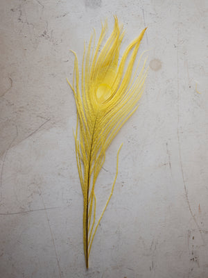 6-8" Yellow Peacock Eye Feather, PS81