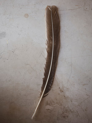 12" Assorted Peacock Body Feather, PS102
