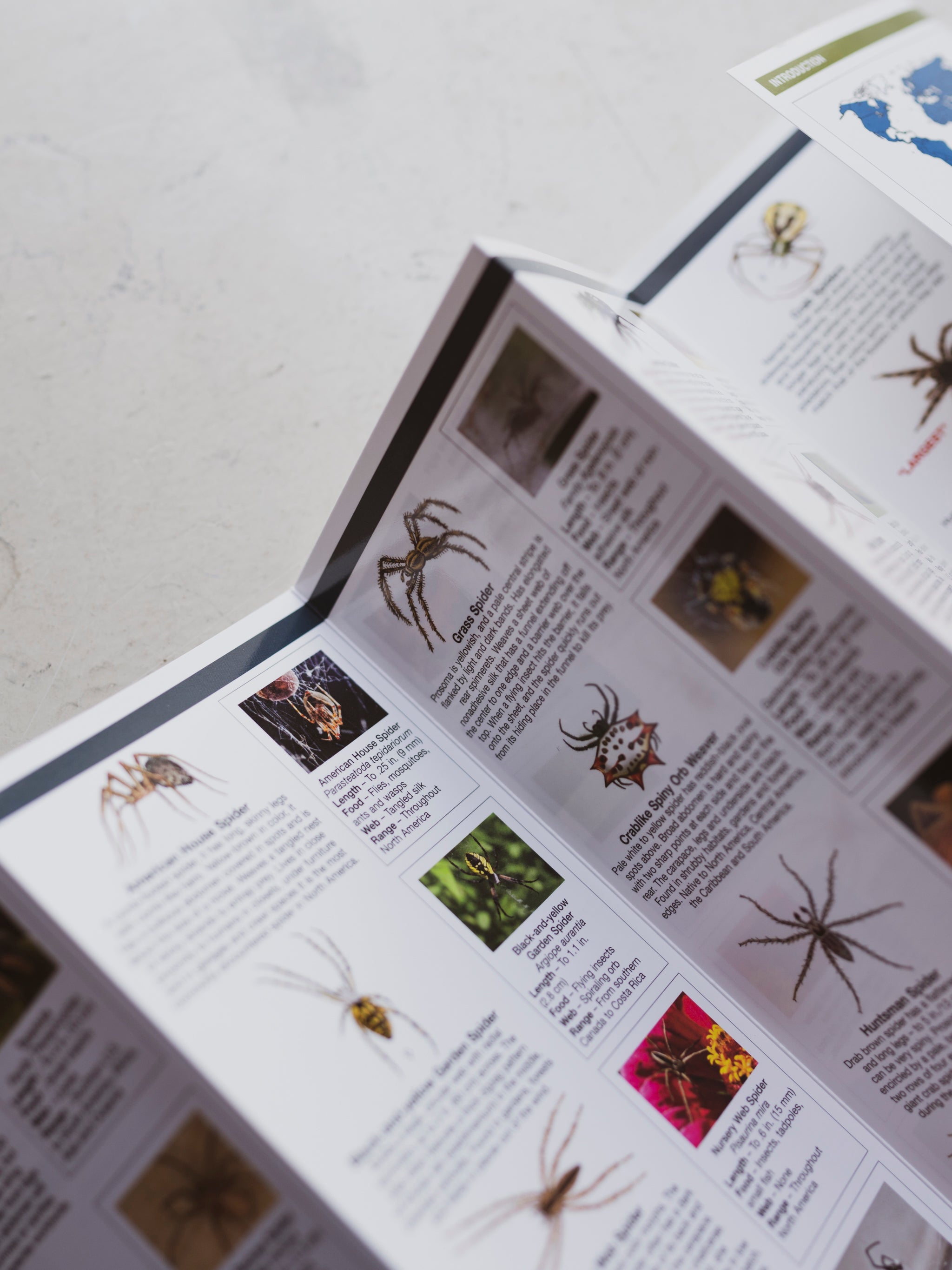 Spiders Pocket Guide, BO128