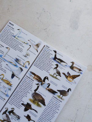 Waterfowl of North America Pocket Guide, BO029