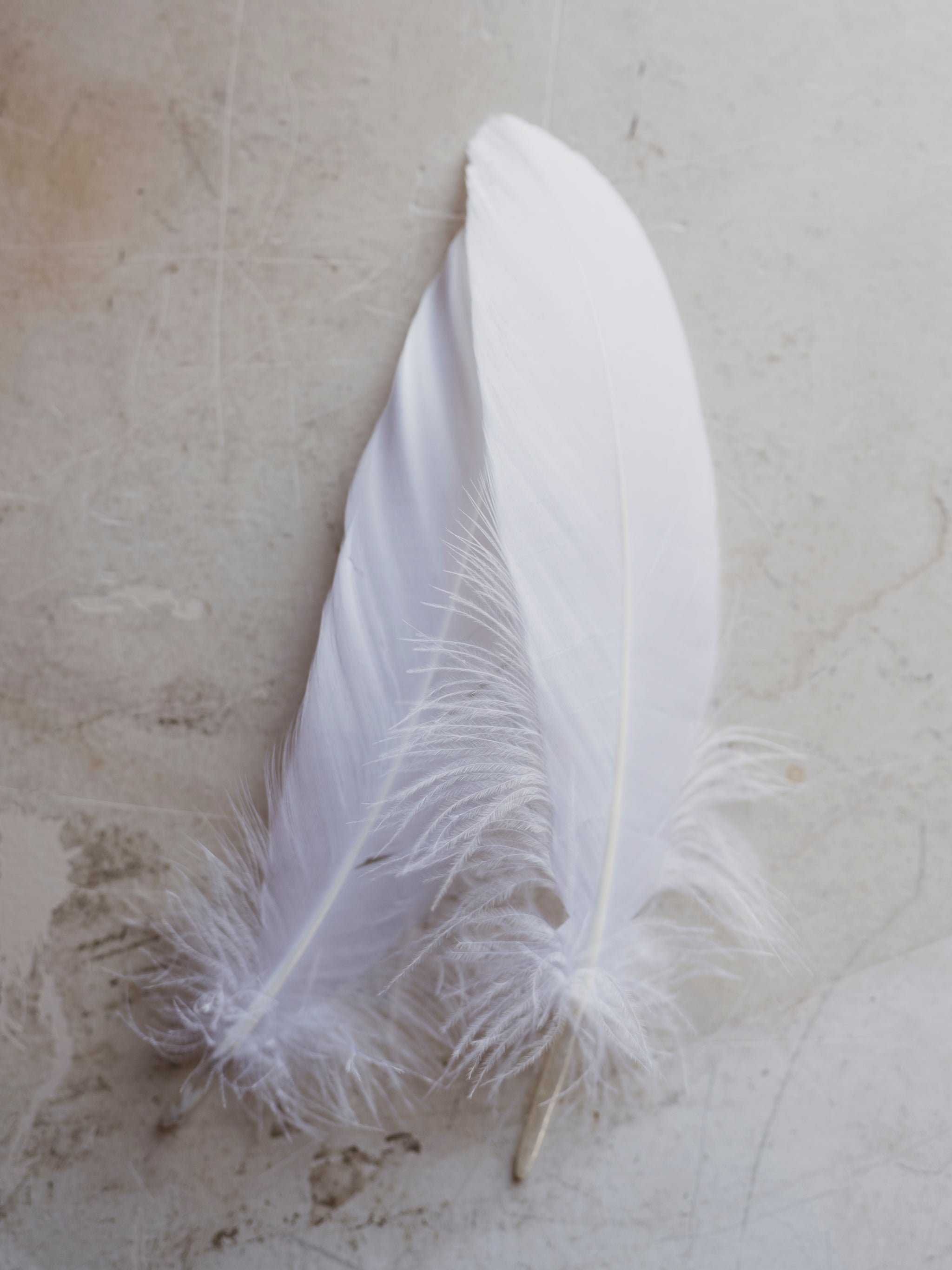 6-8" White Goose Feather, PS03