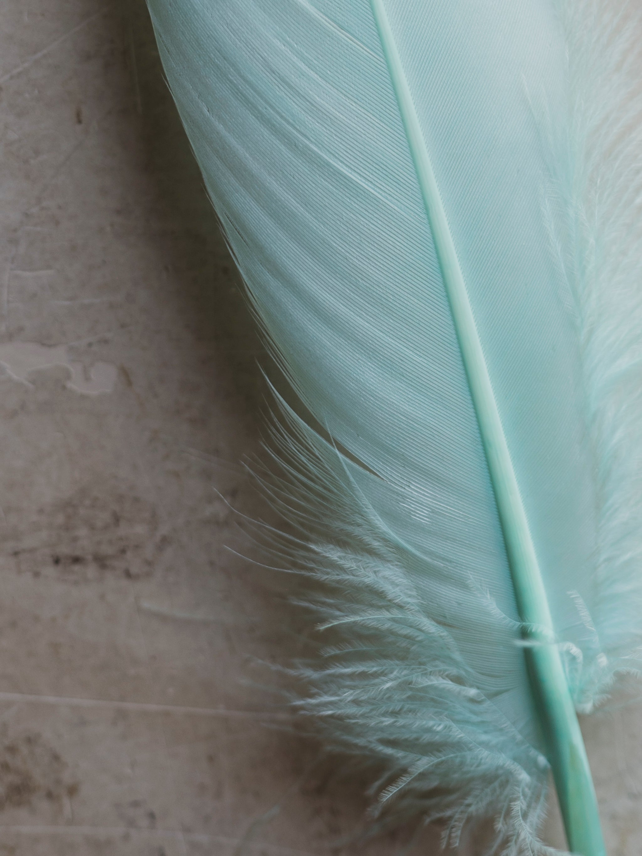 6-8"  Light Blue Goose Feathers, PS04