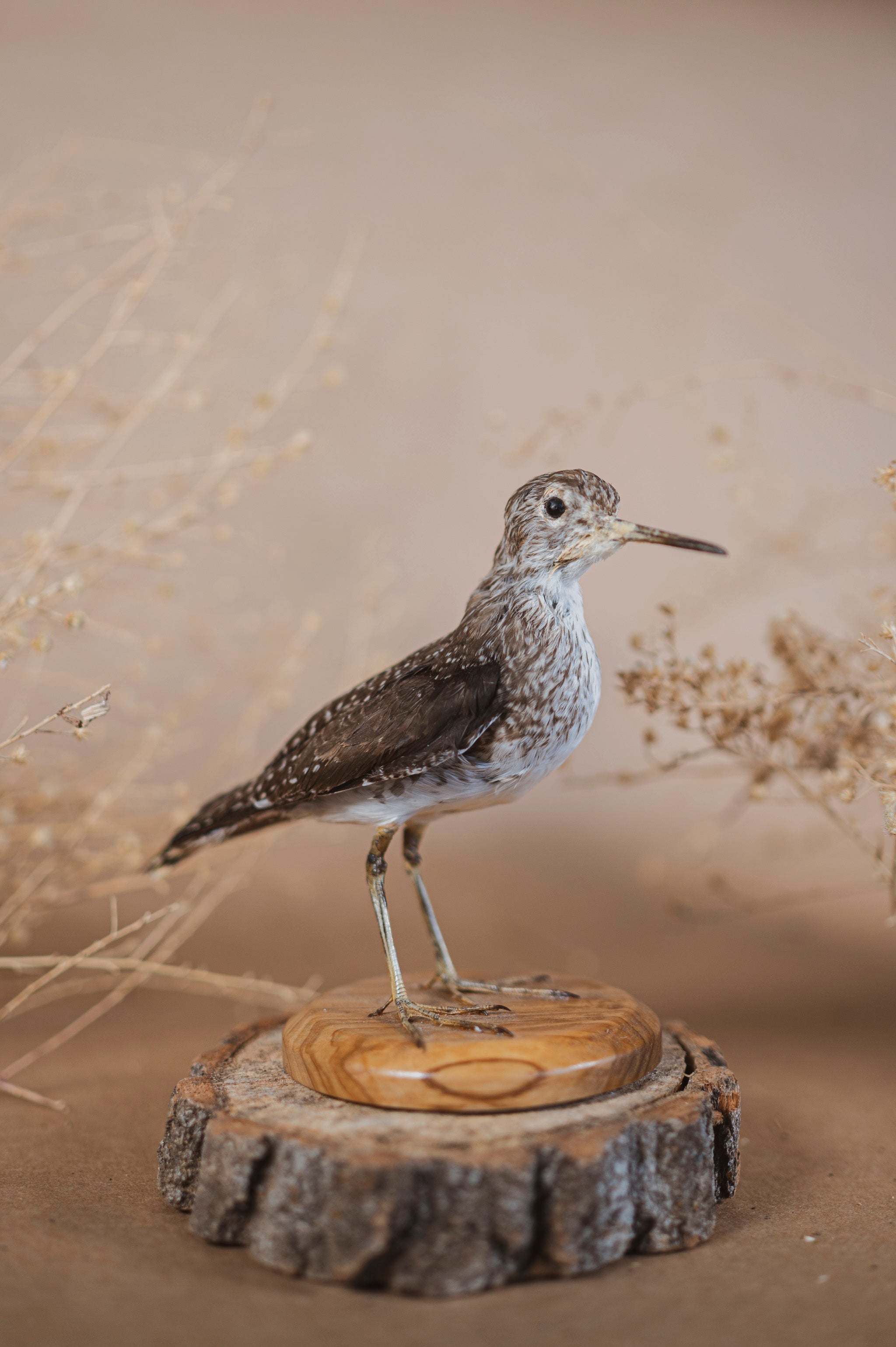 Green Sandpiper Taxidermy, TA112