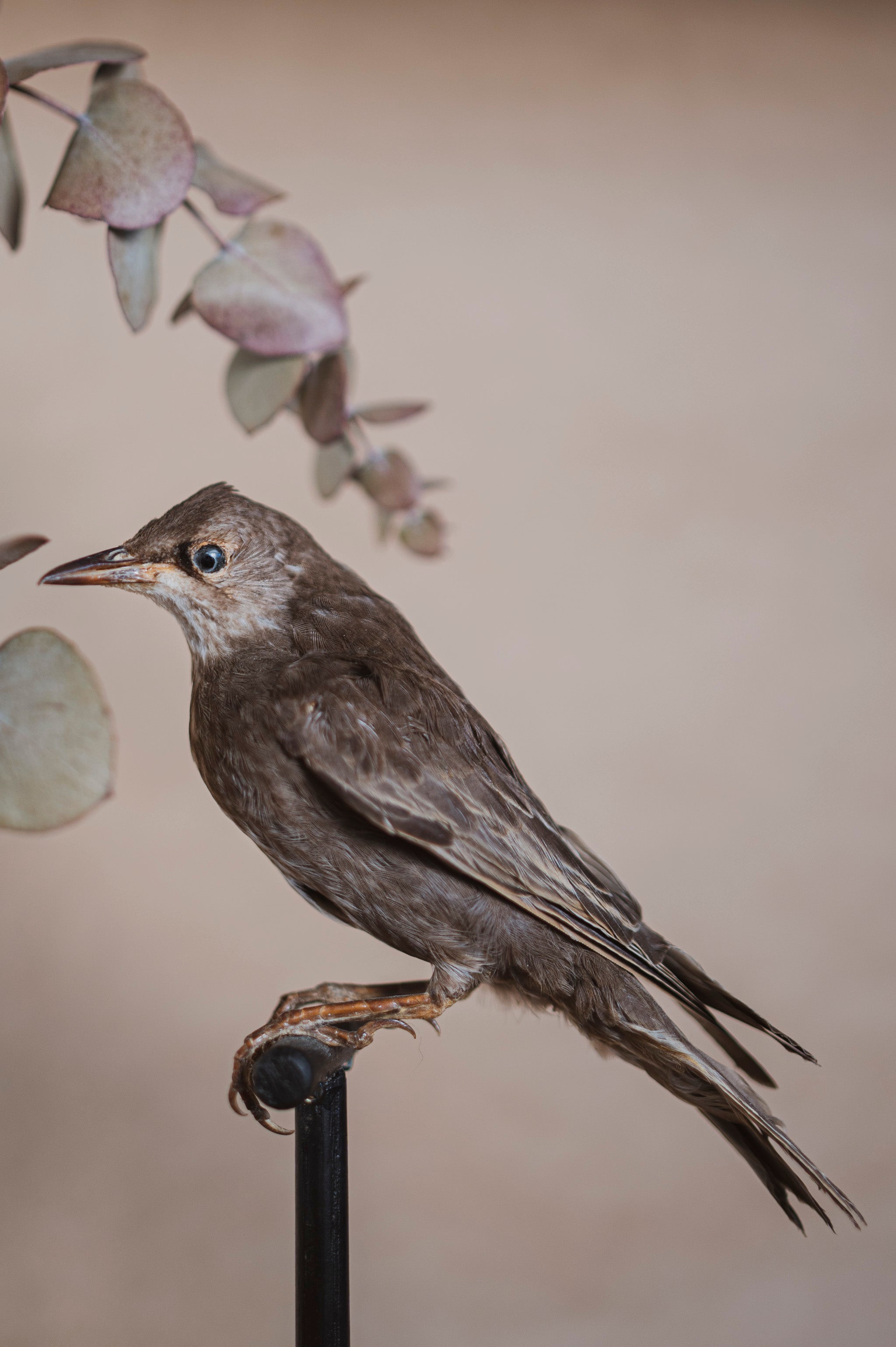 Common Starling Taxidermy, TA163