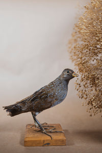 Spotted Crake Taxidermy, TA116