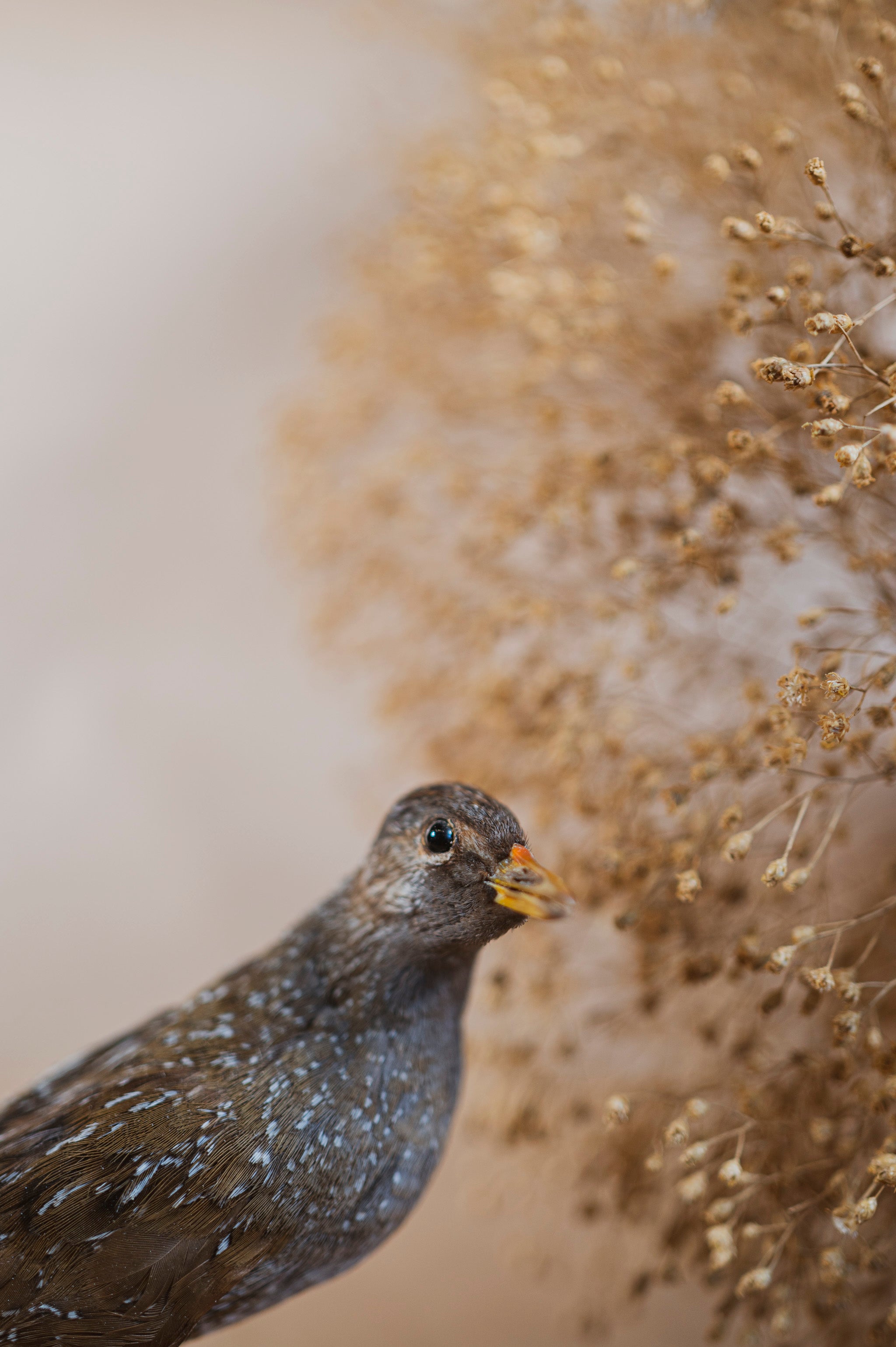 Spotted Crake Taxidermy, TA116