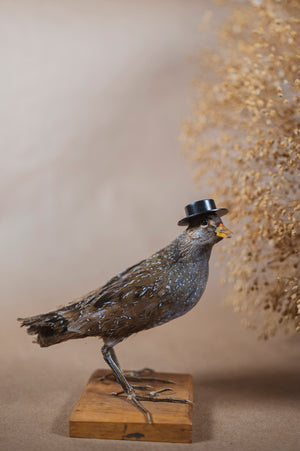 Spotted Crake Taxidermy, TA116