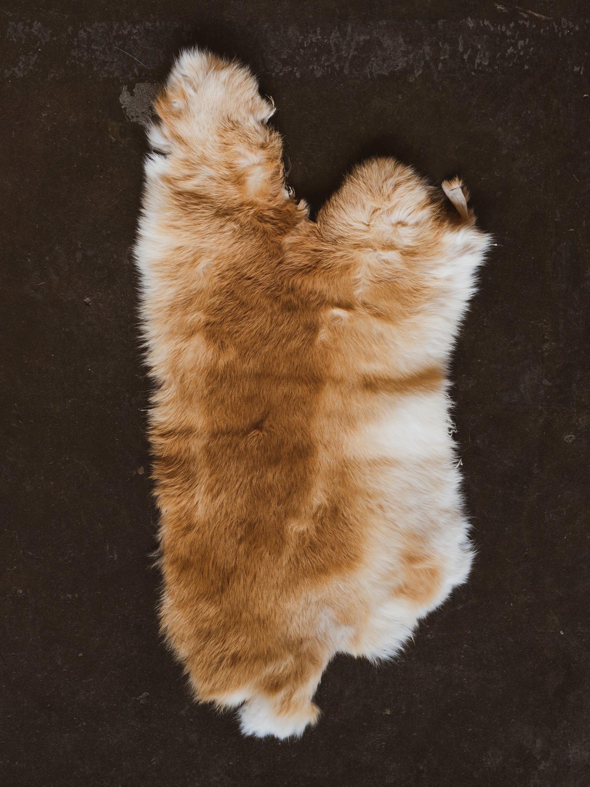 Pelt Rocks Assorted Rabbit Pelt, PS349 – Black Moth