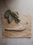 Deer Jaw Bone, SB379