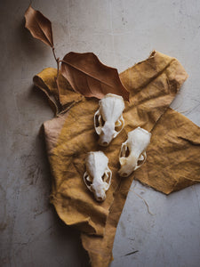 Mink Skull, SB28