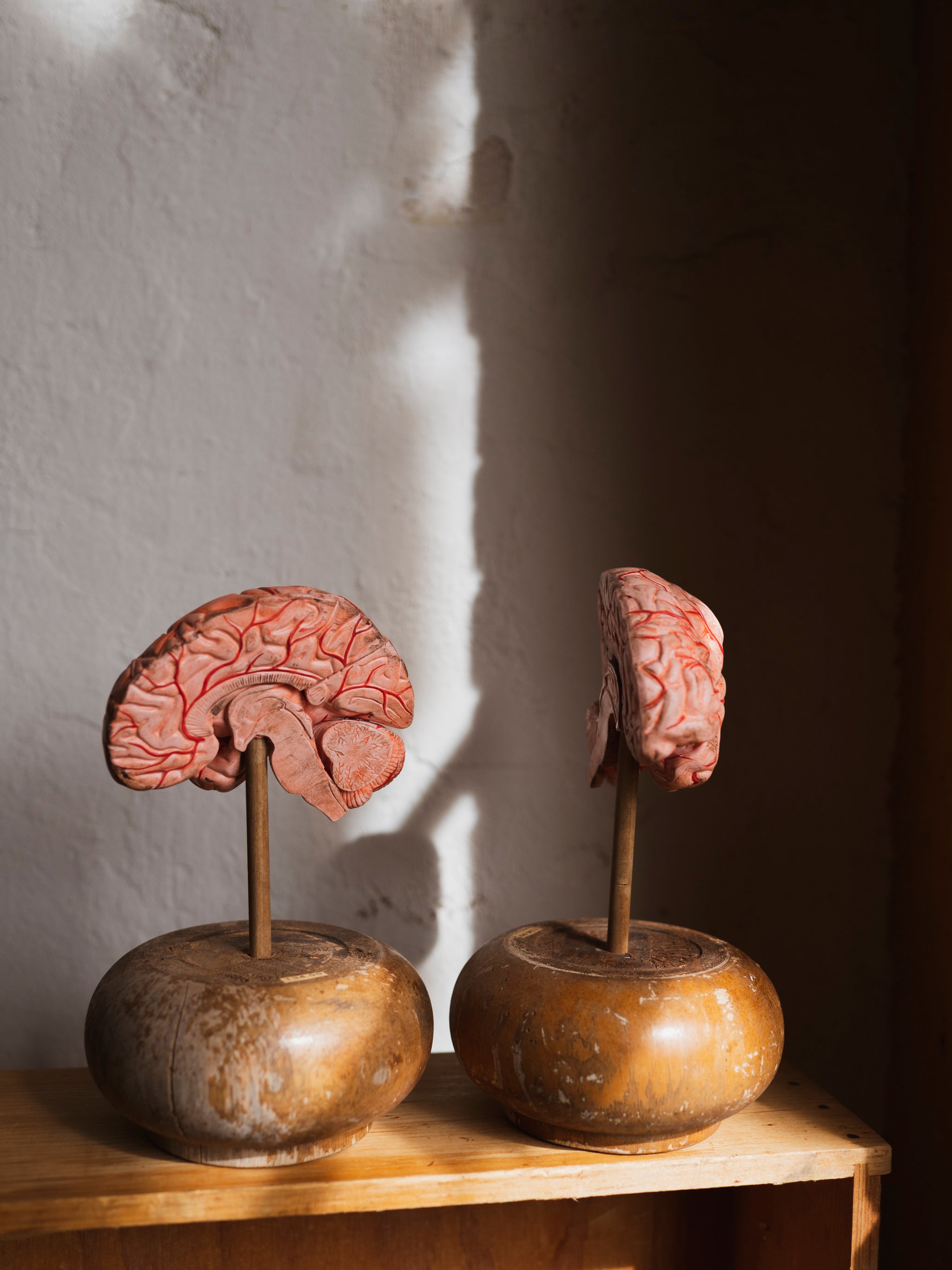 Medical Brain Model On Wood Stand, HD914