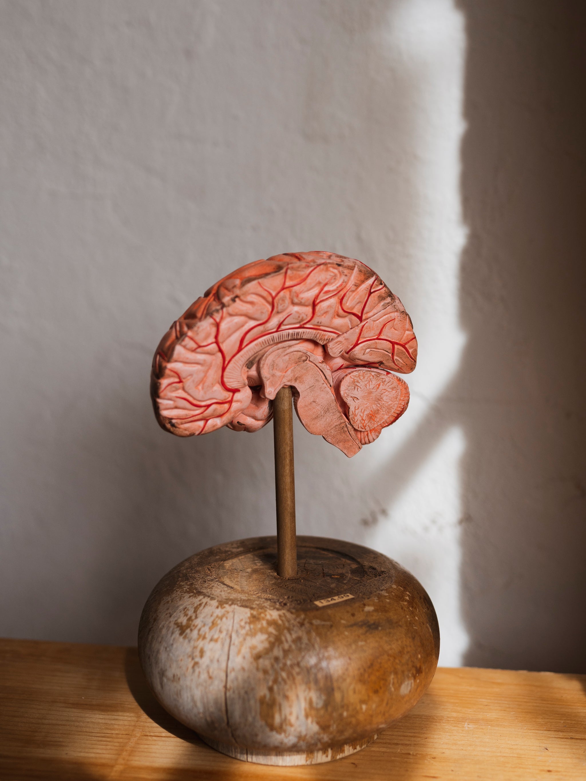 Period Brain Model on Stand