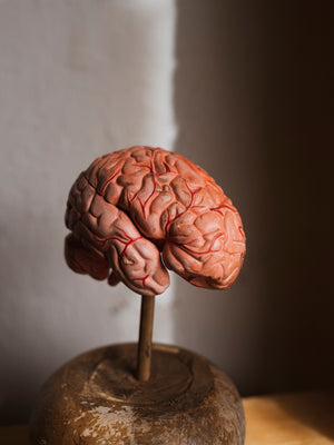 Medical Brain Model On Wood Stand, HD914