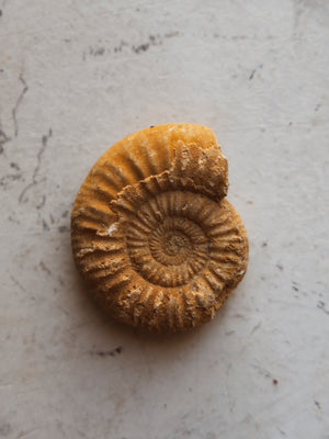 1.25-1.75" Fossilized Callovian (Choffatia) Ammonite, RM970