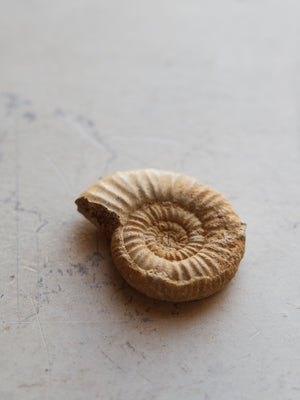 1.25-1.75" Fossilized Callovian (Choffatia) Ammonite, RM970