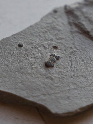 .25” Fossilized Ptychagnostus Gibbus Trilobite, RM896