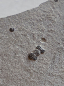.25” Fossilized Ptychagnostus Gibbus Trilobite, RM896