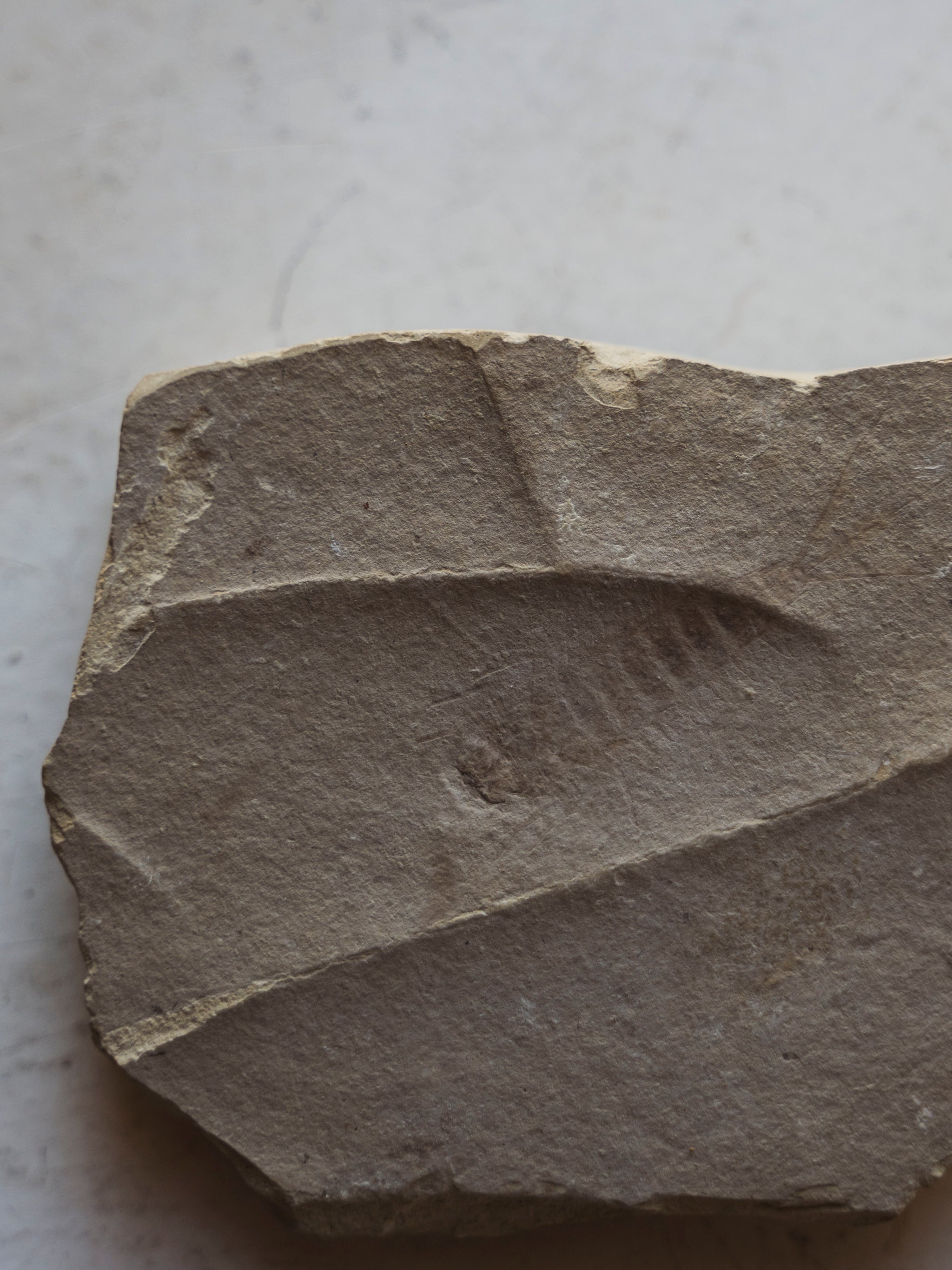 2” Fossilized Aphrodites Scutulatus In Matrix, RM959