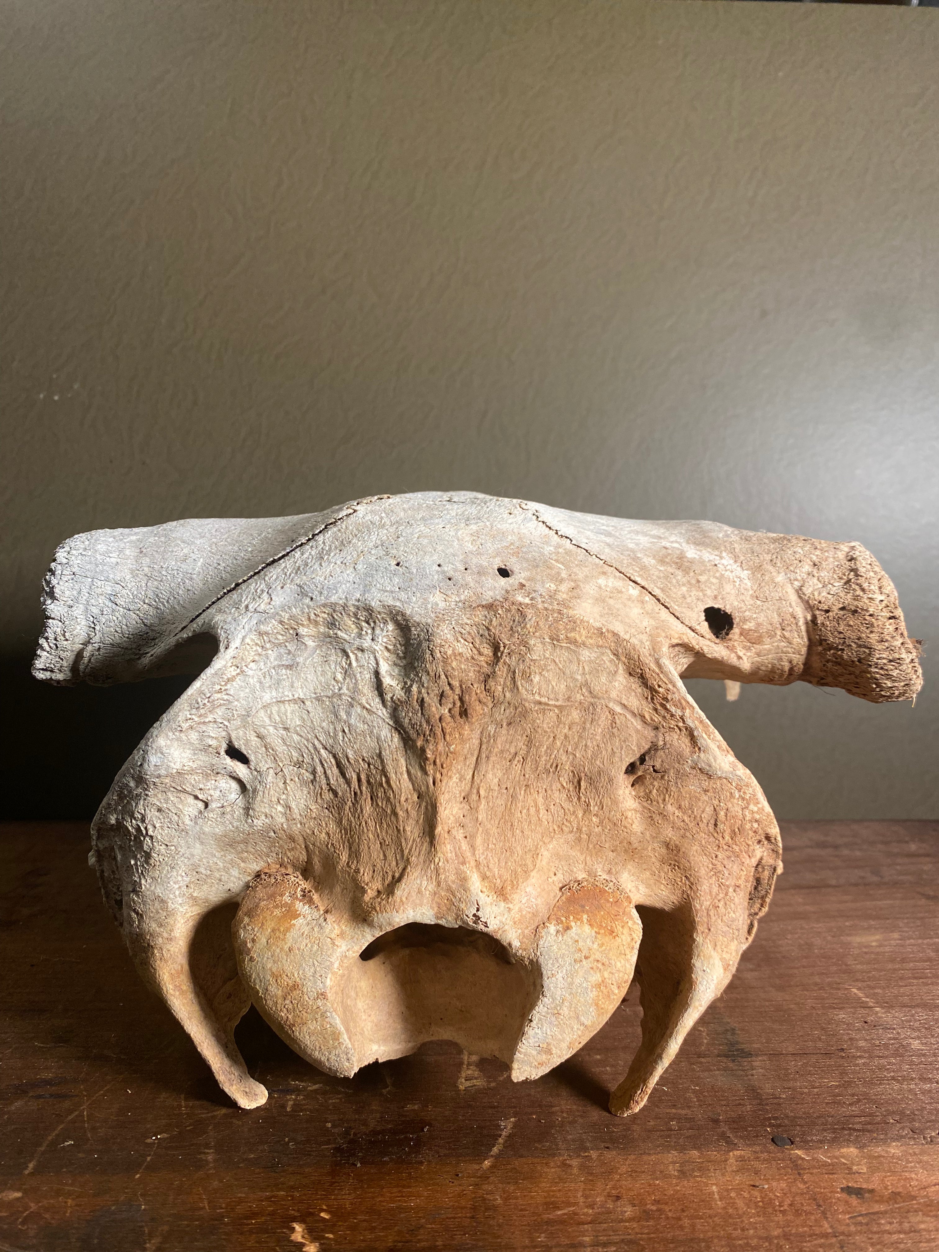 Partial Craft Bull Skull, SB163