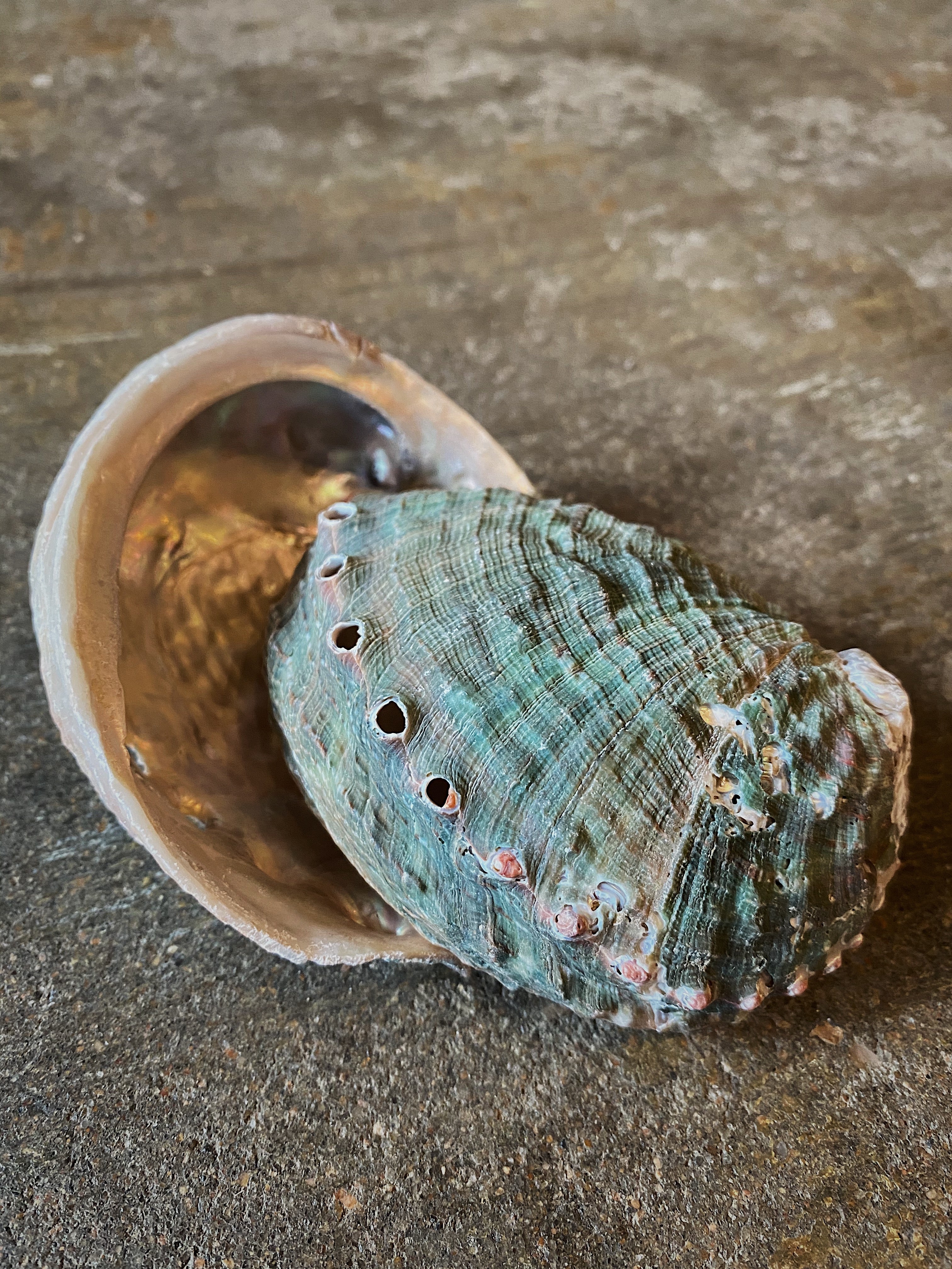 3-4" Assorted Abalone Shell, NA06