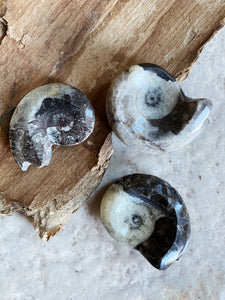 1-2.5" Fossilized Goniatite Ammonite, RM13
