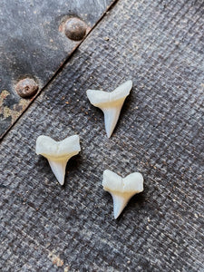 0.25-5" Lemon Shark Tooth, NA274