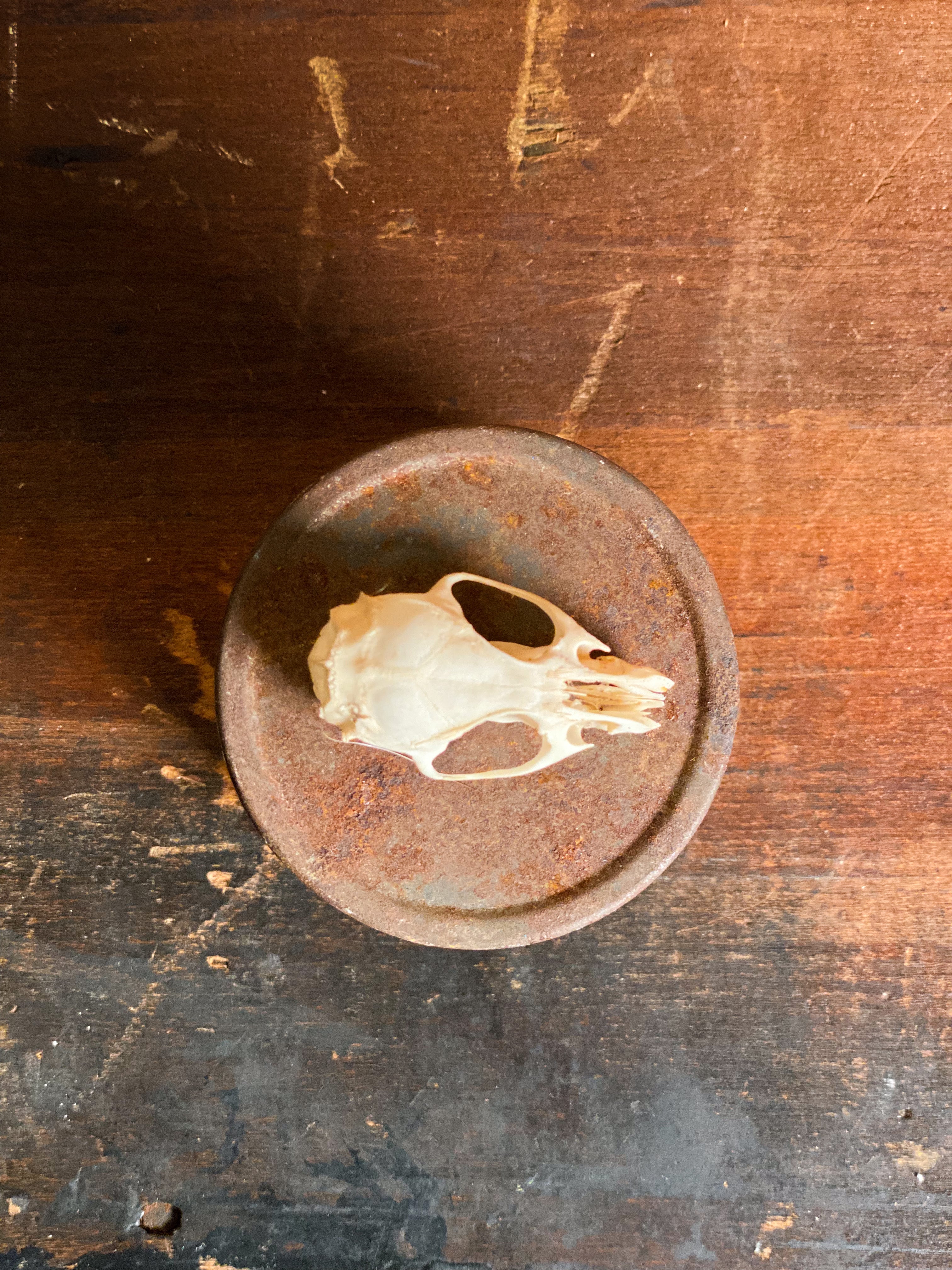 Mouse Skull, SB628