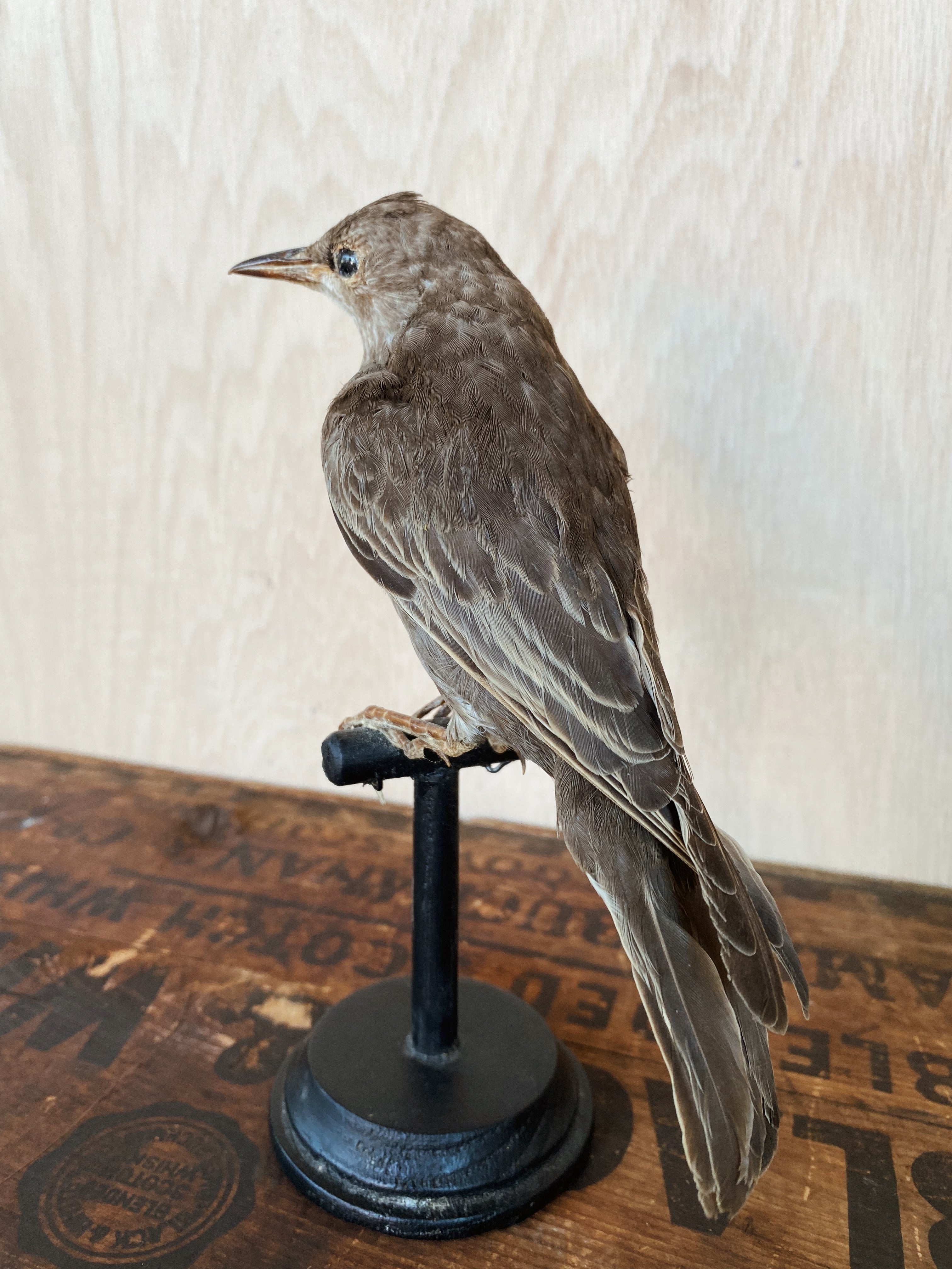 Common Starling Taxidermy, TA163