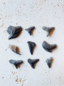 Fossilized Shark Tooth, RM35