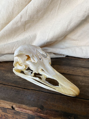 7.5" Somali Ostrich Skull, SB330